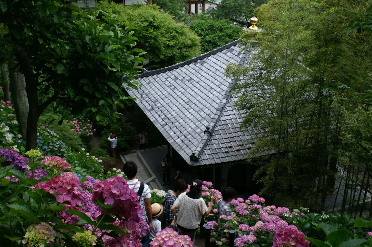 Hydrangeas at Hasedera temple on a Kamakura and Enoshima day tour from Tokyo