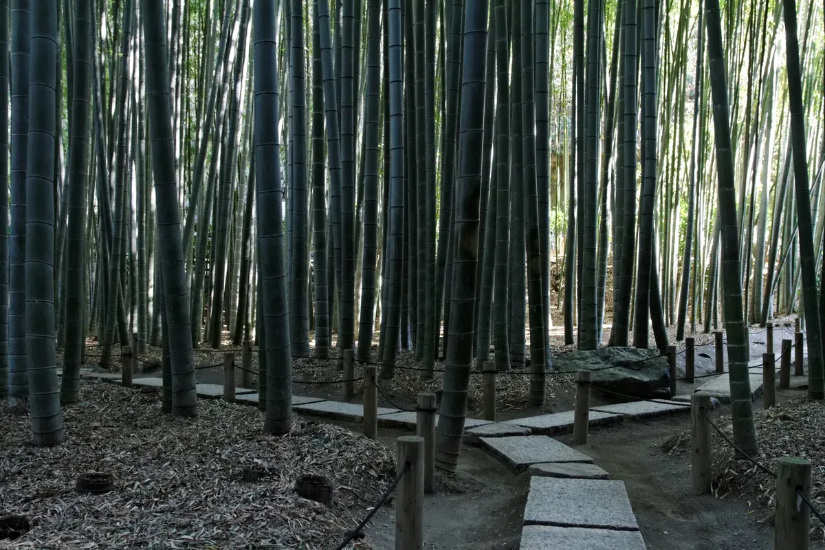 Bamboo grove at Hokokuji temple in Kamakura on a day tour from Tokyo