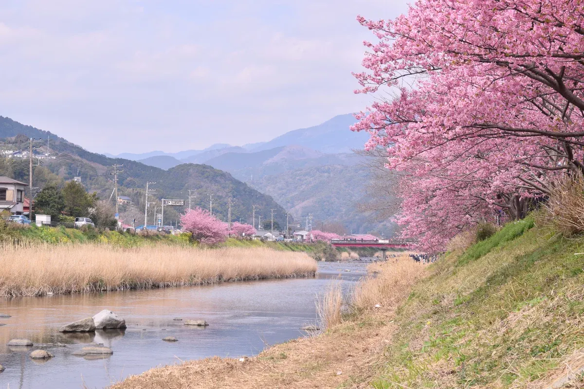 Kawazu cherry trees beside a river on an Izu day trip from Tokyo